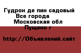 Гудрон де пин садовый - Все города  »    . Московская обл.,Пущино г.